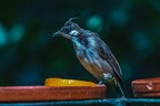 0387-bulbul