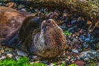 0433-kanada otter