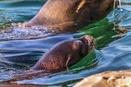0438-california sea lion