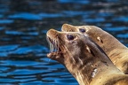 0447-california sea lion