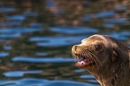 0455-california sea lion