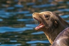 0459-california sea lion
