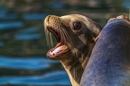 0463-california sea lion