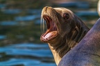 0465-california sea lion