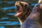 0466-california sea lion