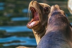 0467-california sea lion