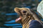0468-california sea lion