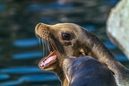 0469-california sea lion
