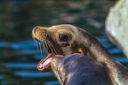 0470-california sea lion