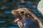 0472-california sea lion