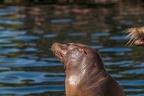 0475-california sea lion