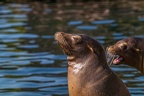0479-california sea lion