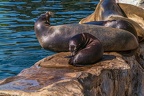 0482-california sea lion