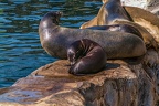 0483-california sea lion