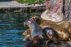 0484-california sea lion