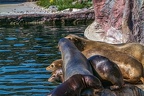 0485-california sea lion