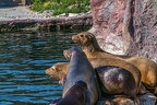 0493-california sea lion