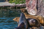 0494-california sea lion