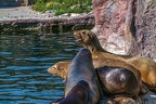 0495-california sea lion