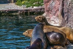 0496-california sea lion