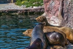 0497-california sea lion