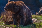 0507-kodiak bear