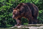 0508-kodiak bear
