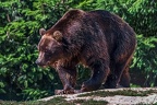 0509-kodiak bear