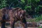 0510-kodiak bear