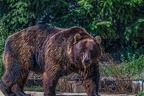 0511-kodiak bear