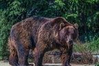 0512-kodiak bear