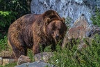 0514-kodiak bear