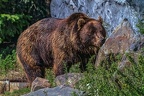 0515-kodiak bear