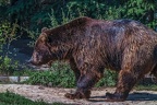 0516-kodiak bear