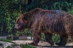 0517-kodiak bear