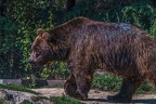 0518-kodiak bear