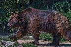 0519-kodiak bear