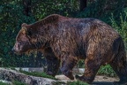 0520-kodiak bear