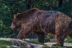 0521-kodiak bear