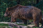 0522-kodiak bear