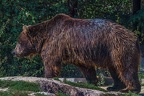 0523-kodiak bear