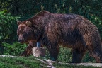 0524-kodiak bear