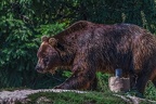 0525-kodiak bear
