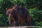 0526-kodiak bear
