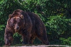 0527-kodiak bear