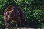 0528-kodiak bear