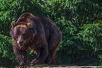 0529-kodiak bear
