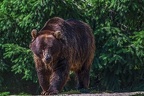 0530-kodiak bear