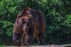 0531-kodiak bear
