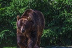 0532-kodiak bear